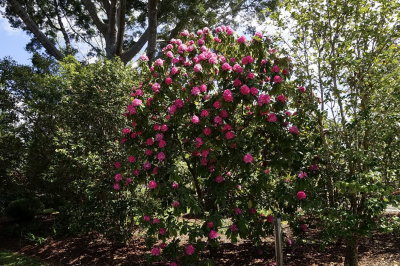 Botanical Gardens Queens Park Toowoomba 1/10/2020