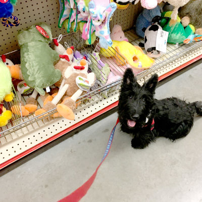 SCOTTIES AND FRIENDS