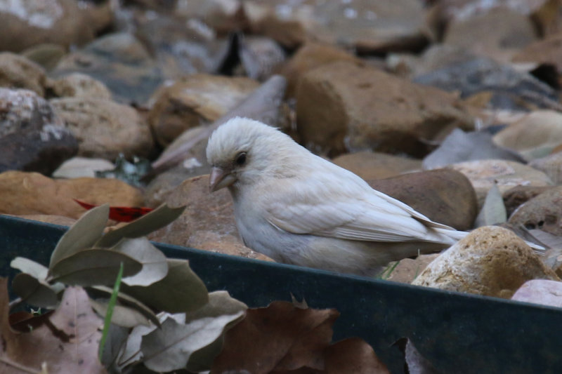 Leucistic House Finch