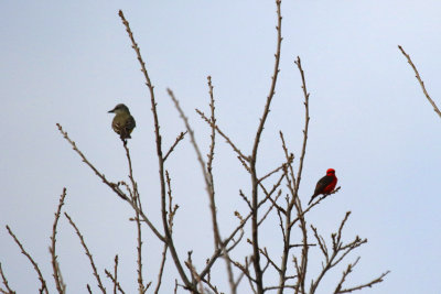 Couch's Kingbird and Vermilion Flycatcher