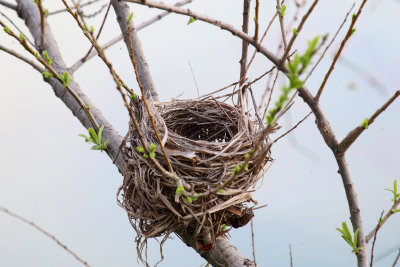 Nest over water