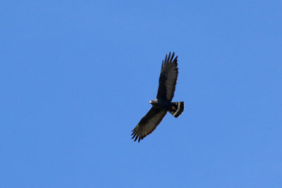 Zone-tailed Hawk