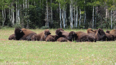 Bison resting at Grand Canyon NP