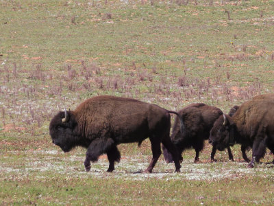 Bison at entrance to Grand Canyon north