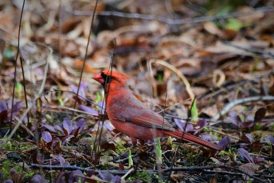 Male Cardinal gathering stuff for Nest