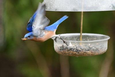 Bluebird Taking off with Grub