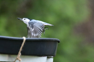 Nuthatch Flying off with feed