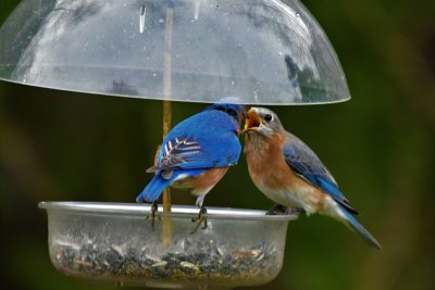 Blue Birds Feeding each other