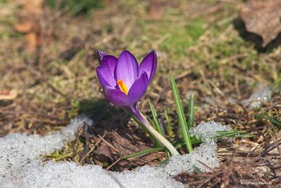 Purple crocus