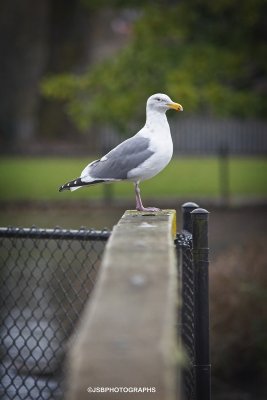 On the fence