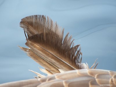 Canadian geese with crooked wing