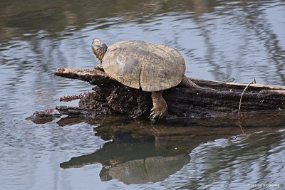 Western pond turtle