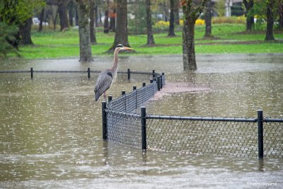 On the fence and the park is flooding