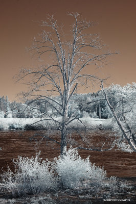 Willamette river view - infrared