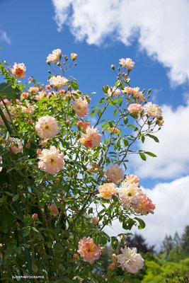 Reaching for the sky