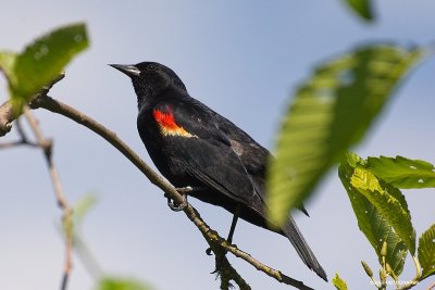 Red wing blackbird