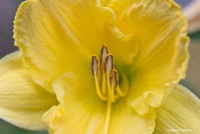 Yellow flower stamen