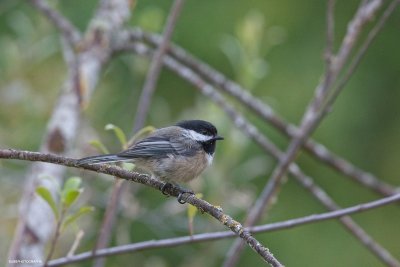 Black capped chickadee