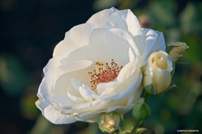 White Rose