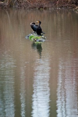 Cormorant hang out