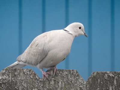 Eurasian collared dove