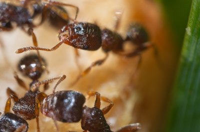 Industrious tiny ants