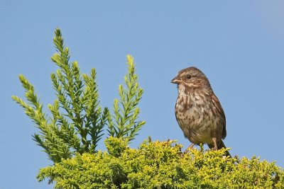 Female sparrow