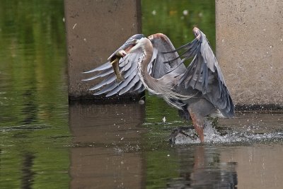 Heron with a fish