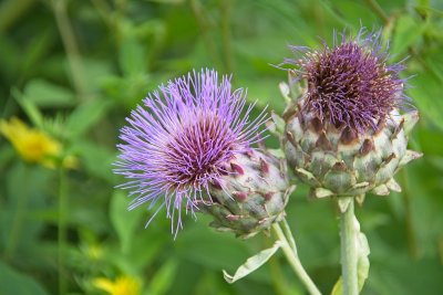 Artichoke flowers