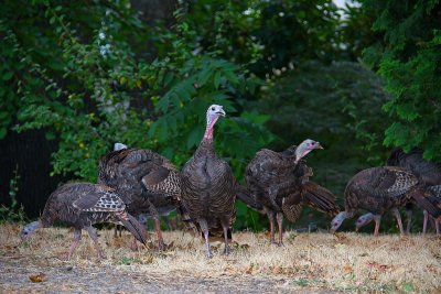 A rafter of wild turkeys