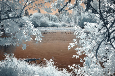 Willamette River view - infrared