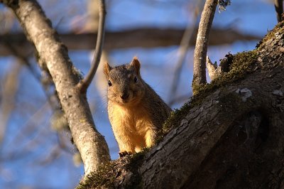 Squirrel