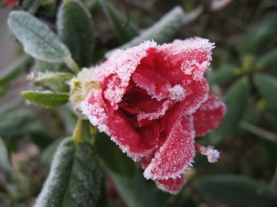 Frosty rhododendron bloom