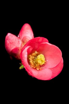 Chaenomeles speciosa