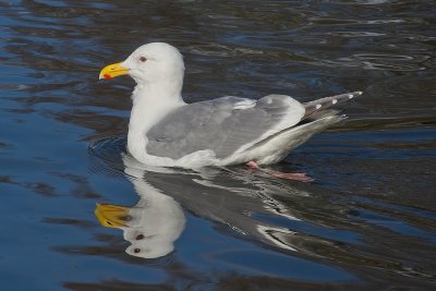 Western Gull