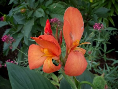 Orange Canna Lily