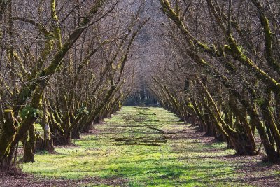 Dorris Ranch filbert orchard