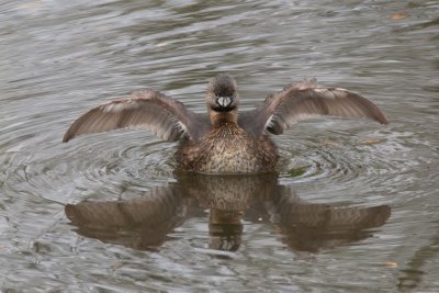 Pied billed grebe