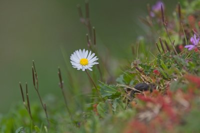 Daisy