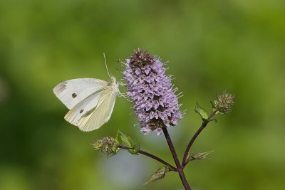 Cabbage Butterfly