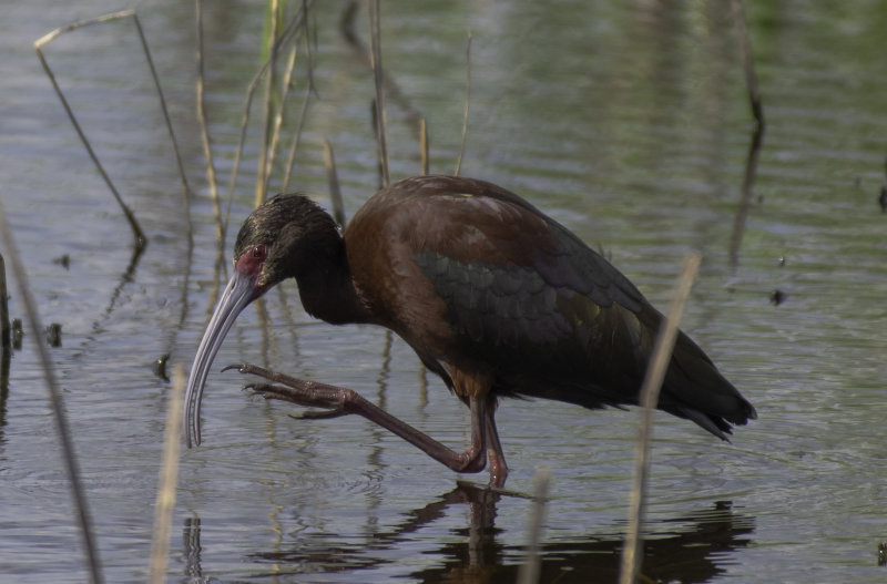 White - faced Ibis