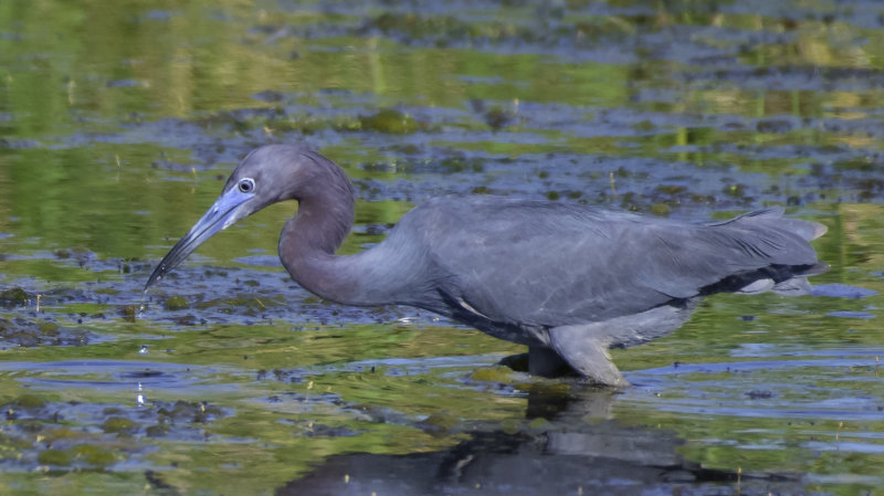 Little Blue Heron