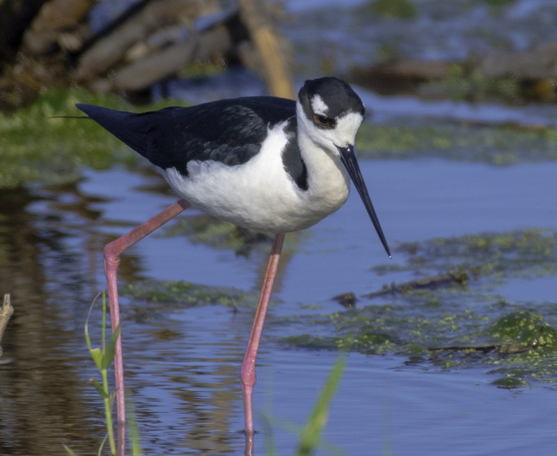 Black-necked Stilt
