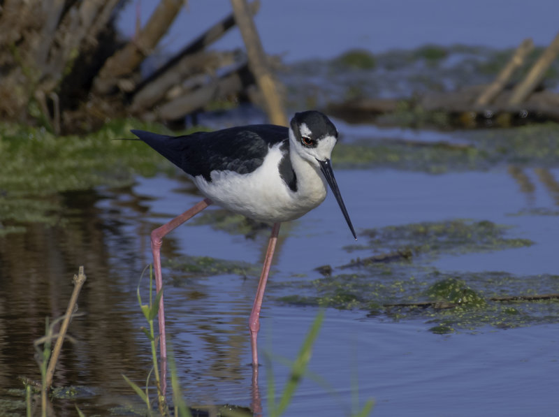 Black-necked Stilt