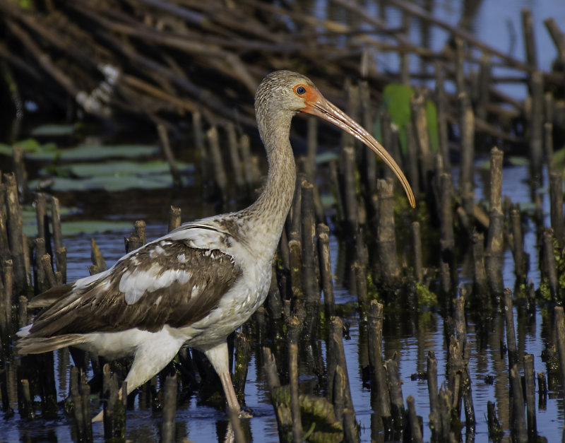 White Ibis 1st spring