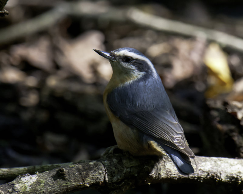 _DSC8584Edit.jpg