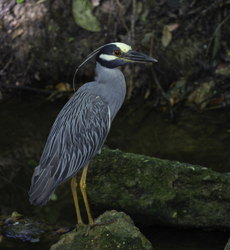 Yellow-crowned Night-Heron