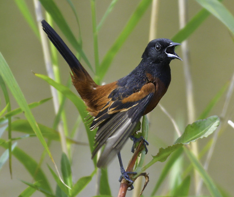 Orchard Oriole Male
