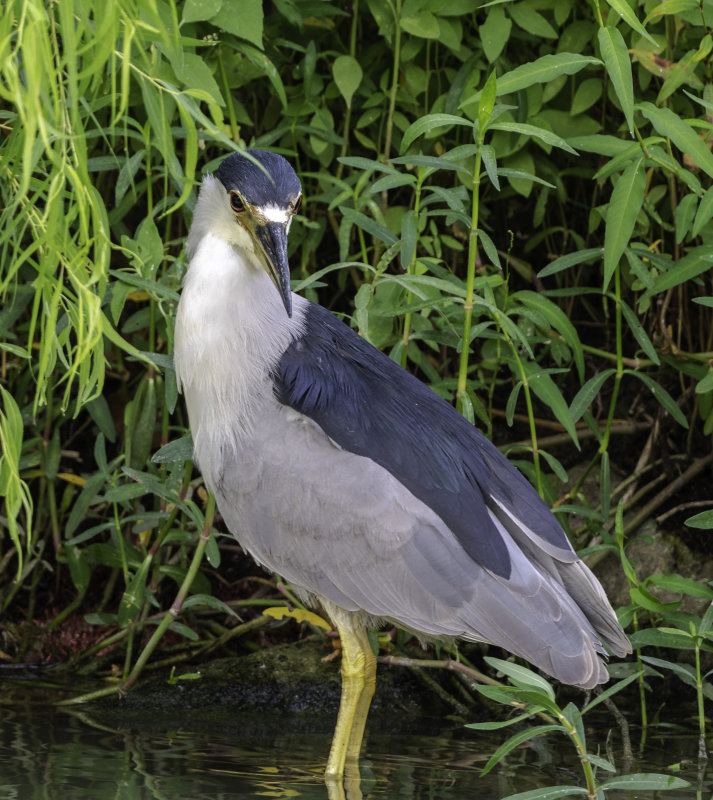 Black-crowned Night-Heron