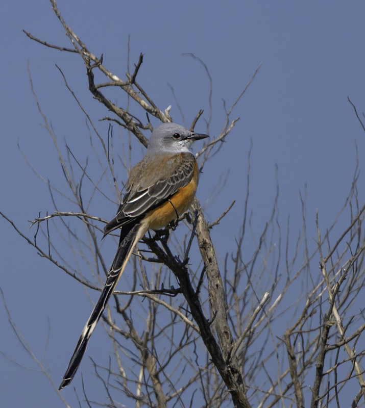 Scissor-Tailed Flycatcher